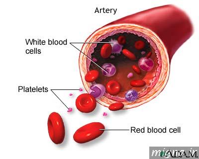 دانلود تحقیق غشای گلبول قرمز