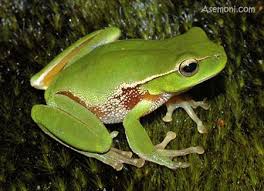 دانلود تحقیق قورباغه