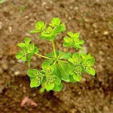 دانلود پایان نامه گیاه شناسی