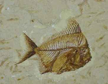 دانلود پایان نامه سوختهای فسیلی