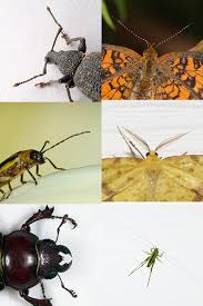 دانلود پروژه مطالعاتی در زمینه های حشره شناسی- آفات گیاهی و حشره کشها