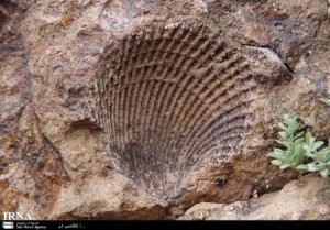 دانلود تحقیق آزمايشگاه سنگ و فسيل شناسي